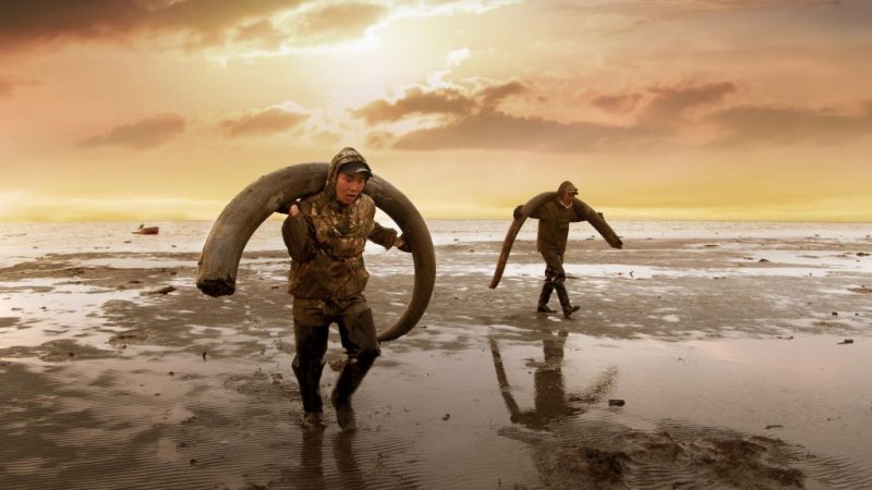 Idący wzdłuż wybrzeża mężczyźni dźwigają rogi mamuta